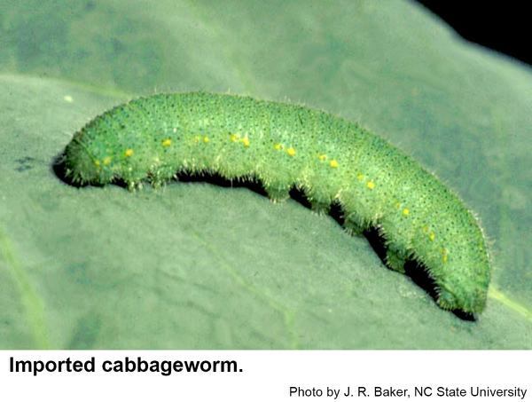 Thumbnail image for Imported Cabbageworm on Ornamentals